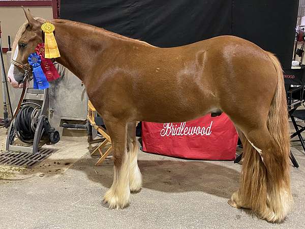 ridden-west-gypsy-vanner-horse