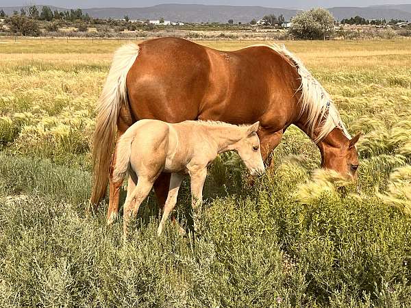 quarter-horse-mare