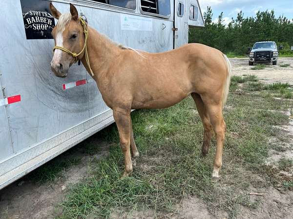 palomino-blaze-right-fore-sock-horse