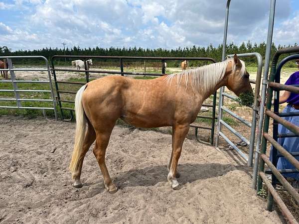 aqha-quarter-horse