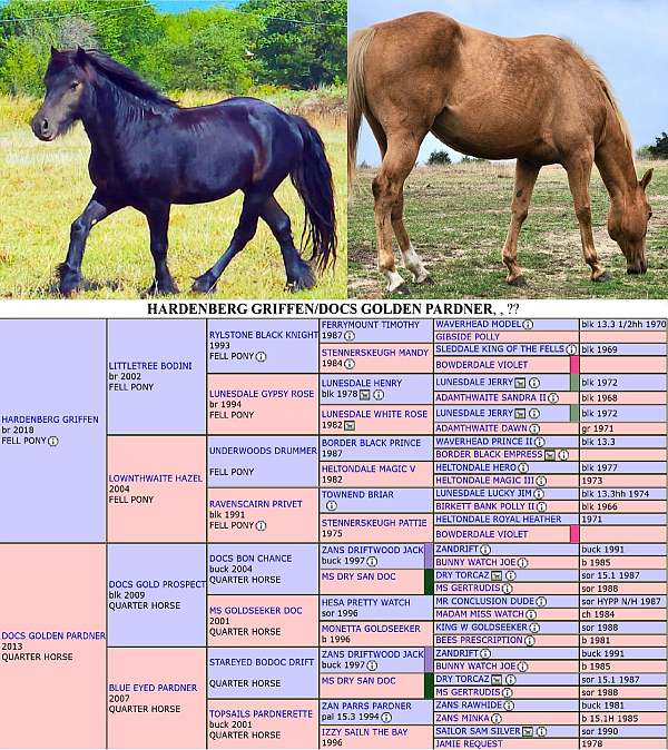 aqha-mare-quarter-pony