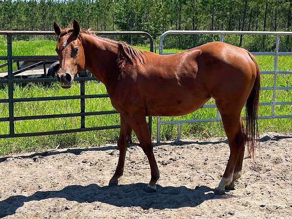 left-fore-partially-white-horse