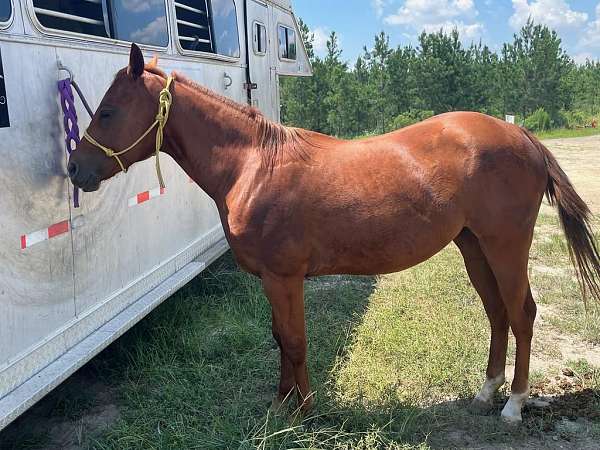 sorrel-left-fore-partially-white-horse