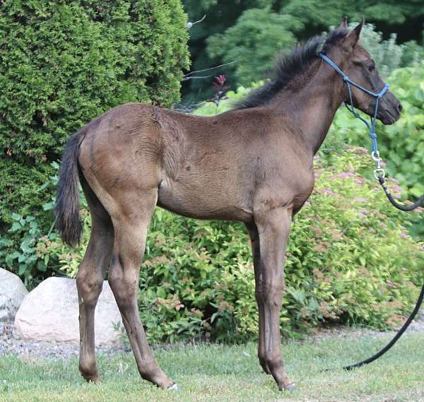 morgan-horse