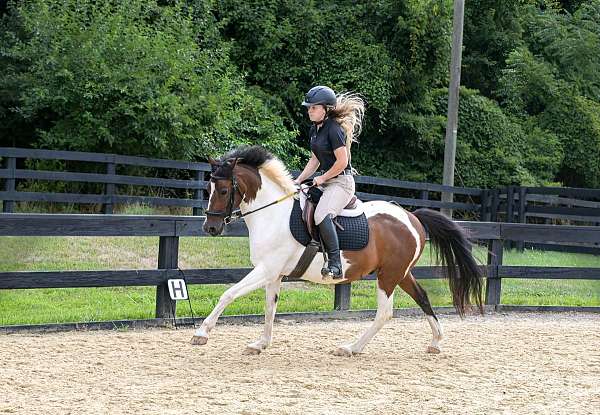 beginner-pony-warmblood-pony