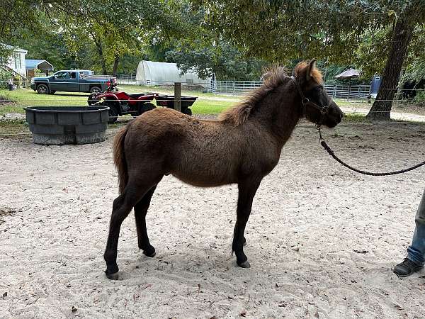 brown-icelandic-colt