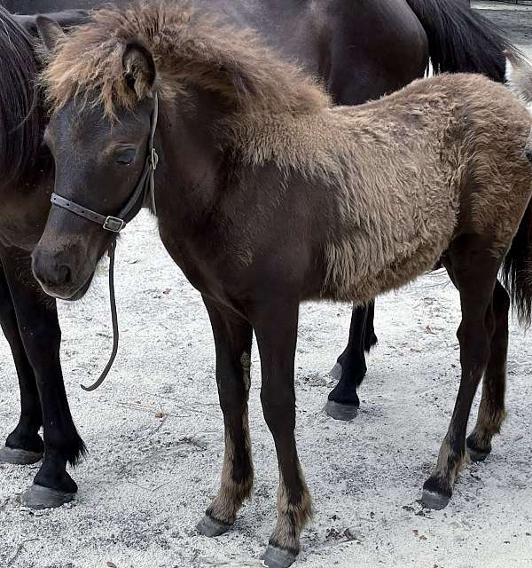 agouti-icelandic-horse