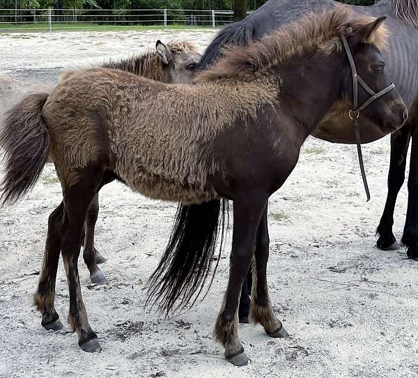 available-icelandic-horse