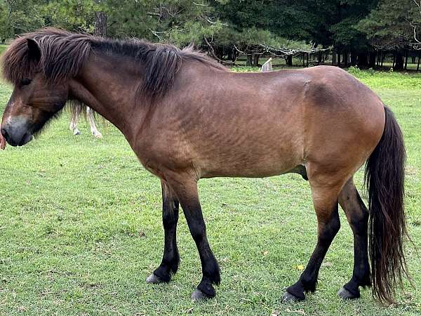 beginner-icelandic-horse