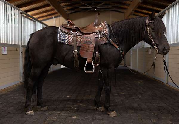 all-around-pony-gelding