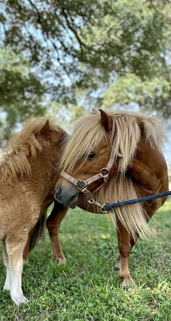 grey-sorrel-colt-for-sale