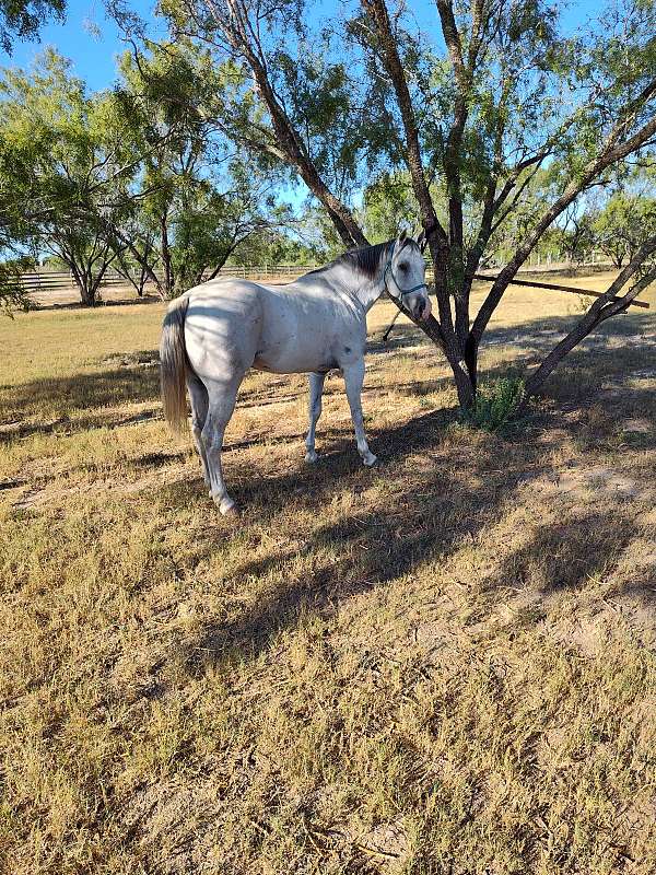 14-hand-gelding