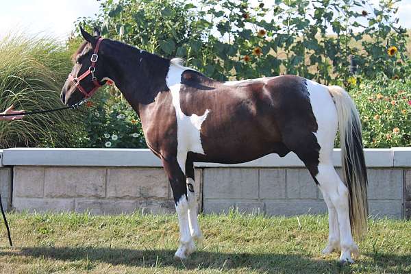 white-paint-horse