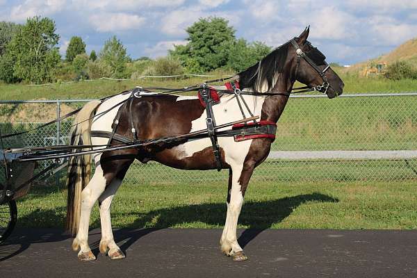 ranch-work-paint-pony