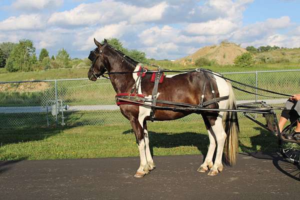 ridden-western-paint-pony