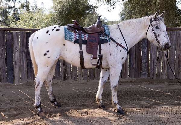 business-appaloosa-horse