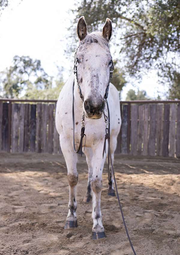 chill-appaloosa-horse