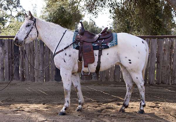 cows-appaloosa-horse