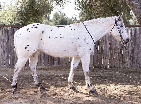 donkeys-appaloosa-horse