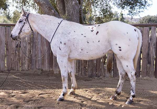 drives-appaloosa-horse