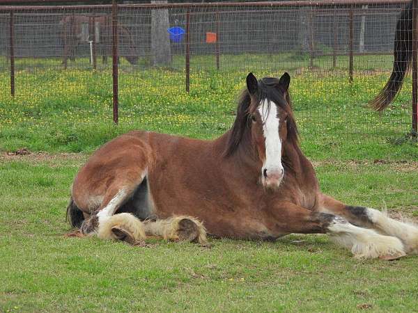 clydesdale-gelding