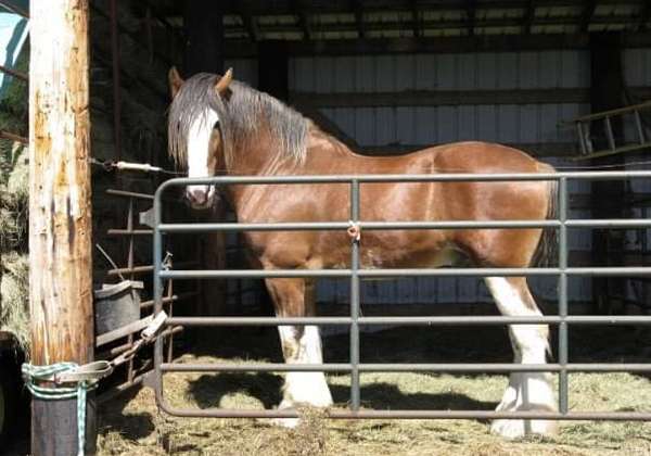 clydesdale-horse-for-sale