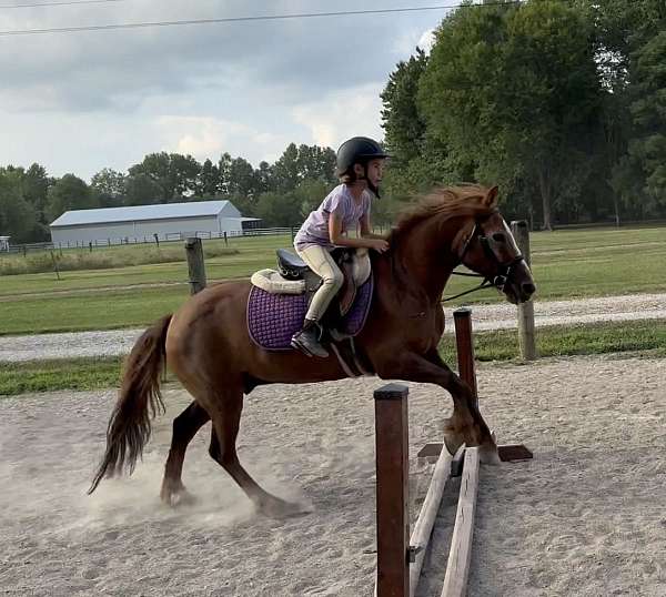 safe-pony-welsh-cob