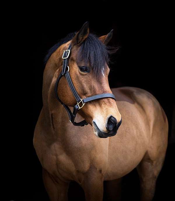 warmblood-gelding