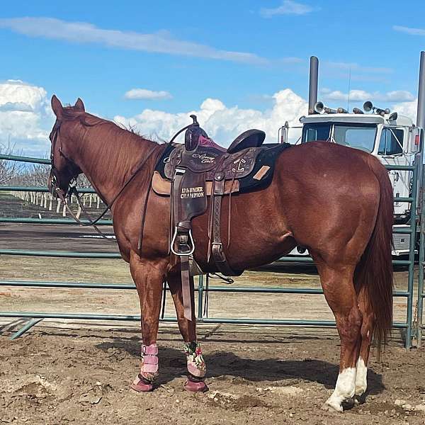 quarter-horse-gelding