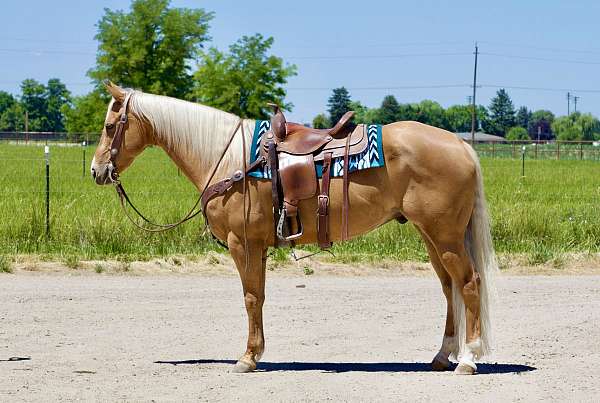 jack-donkey-gelding