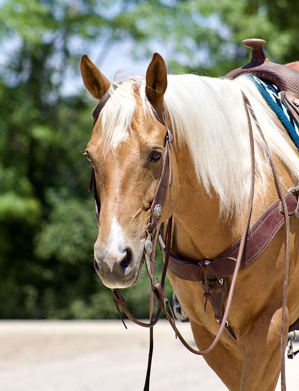 palomino-western-dre-horse