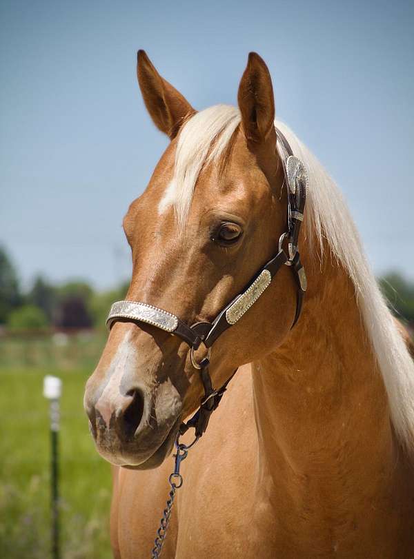 palomino-hind-socks-star-horse