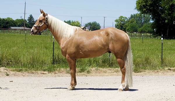 all-around-quarter-horse