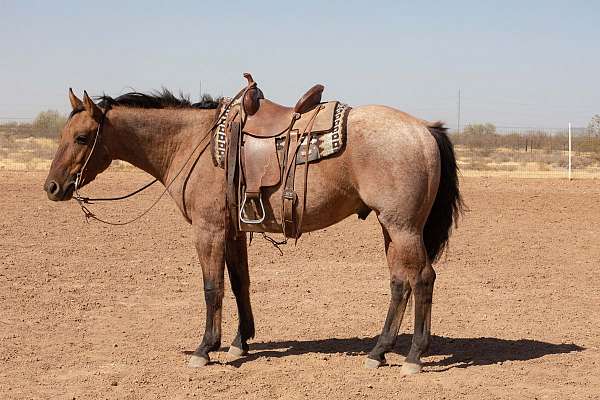 bay-roan-zebra-stripes-on-legs-horse