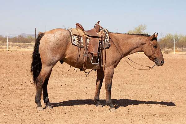 bay-dun-gelding