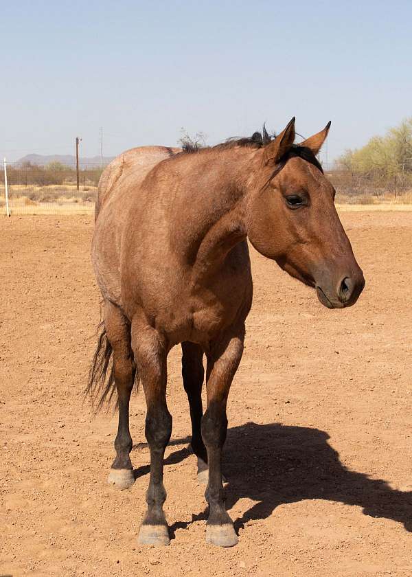 zebra-stripes-on-legs-horse