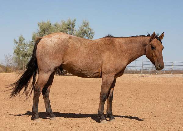 aqha-quarter-horse