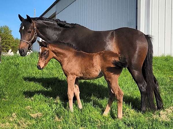 bay-welsh-pony-mare