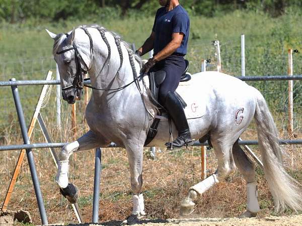 grey-horse-andalusian