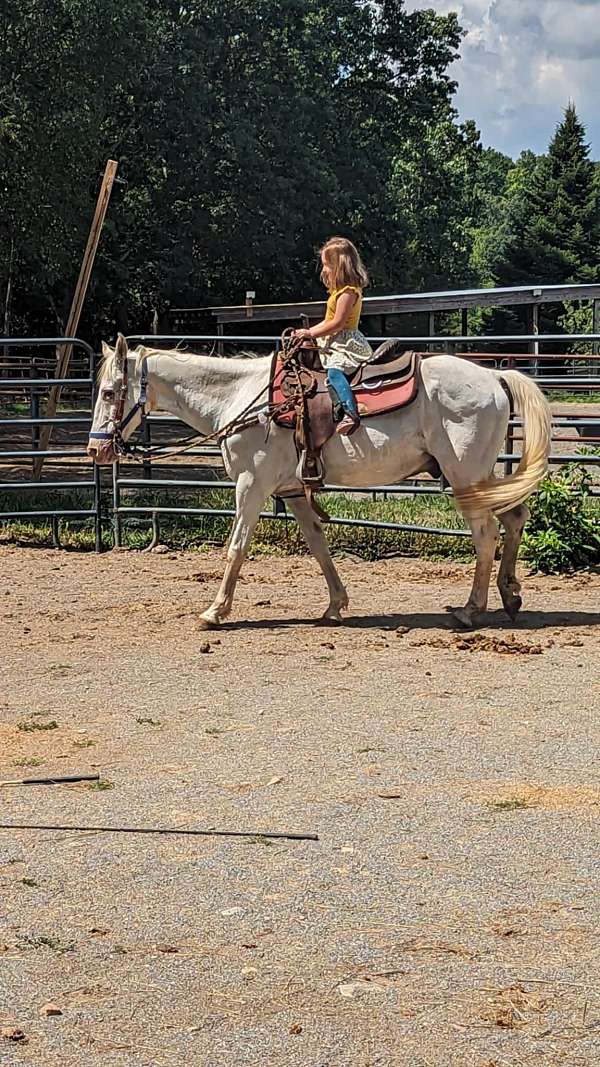 appaloosa-horse