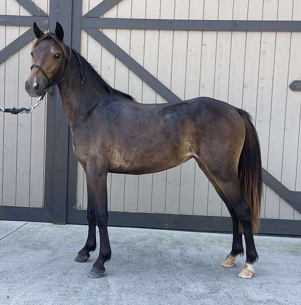 harness-project-shetland-pony