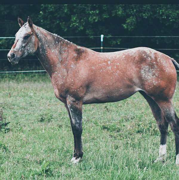 appaloosa-mare