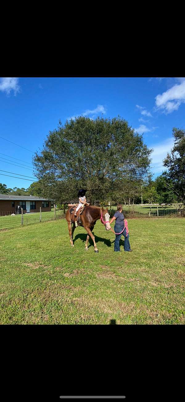 apha-paint-horse