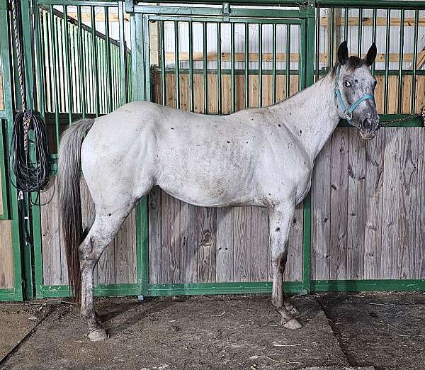 appaloosa-mare