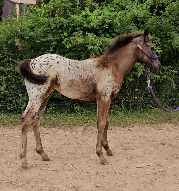 black-cremello-appaloosa-quarter-horse-filly