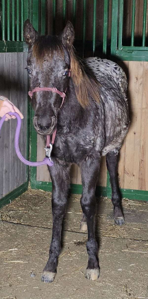 black-cremello-appaloosa-quarter-horse-filly