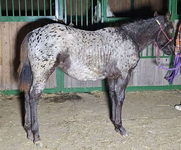 black-leopard-filly