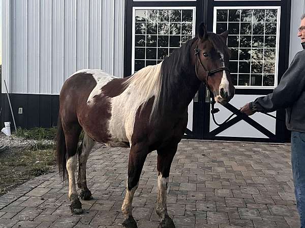 tobiano-pony-gelding