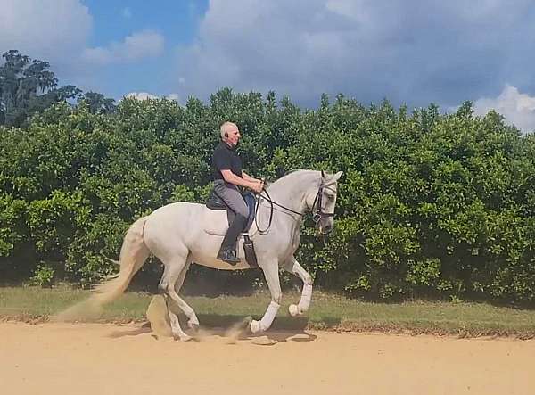 located-in-ocala-fl-lusitano-horse