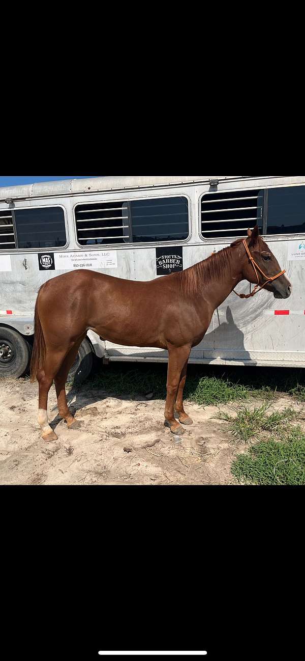 aqha-quarter-horse